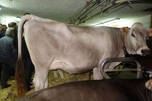 k-Calvin bei Klocker